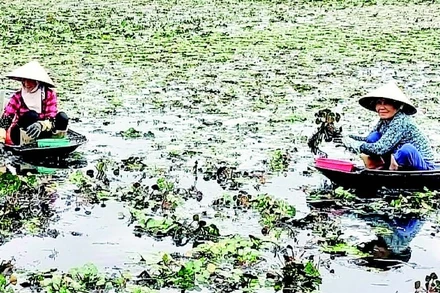 Nông dân thôn Vũ Hạ, xã Phụ Dực (tỉnh Hưng Yên) thu hoạch ấu.