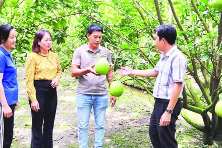 Anh Nguyễn Văn Bé Thi (giữa), ngụ Ấp 4, xã Tam Ngãi, tỉnh Vĩnh Long trao đổi với cán bộ Phòng Kinh tế xã về trồng bưởi Năm Roi theo tiêu chuẩn VietGAP.