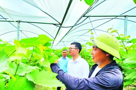 Mô hình trồng nho Hạ đen của Hợp tác xã kinh doanh dịch vụ nông nghiệp tổng hợp Việt Huyền, xã Đầm Hà, huyện Đầm Hà, Quảng Ninh.