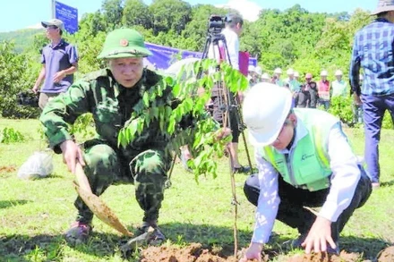 Công ty cổ phần xây dựng Coteccons trồng rừng bằng cây bản địa ở bản Kè, xã Tuyên Lâm, tỉnh Quảng Trị.