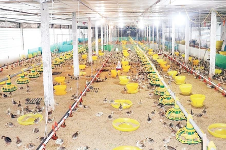 Mô hình chăn nuôi gia cầm an toàn tại xã Tam Dương Bắc.