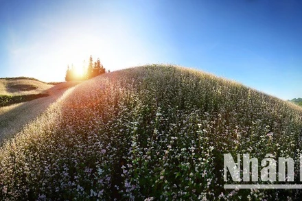 Cánh đồng hoa tam giác mạch là điểm nhấn hấp dẫn du khách đến Hà Giang. (Ảnh: VŨ LINH)