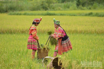 Sắc màu ngày mùa. (Ảnh: VŨ LINH)