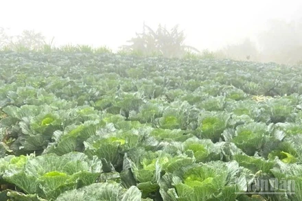 Các vùng rau chuyên canh tại Hà Nội, Hải Dương, Vĩnh Phúc đang đẩy mạnh mở rộng diện tích gieo trồng phục vụ nhu cầu cuối năm và Tết Nguyên đán. (Ảnh: HNV)