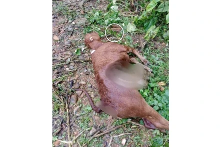 Chó sói hoang dã đã giết hại 50 con trâu, bò của 31 hộ dân tại xã Núa Ngam, tỉnh Điện Biên. (Ảnh: Xã Núa Ngam cung cấp)