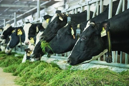 Chiến lược phát triển ngành sữa giai đoạn đến năm 2030, tầm nhìn đến năm 2045. (Ảnh: PV)