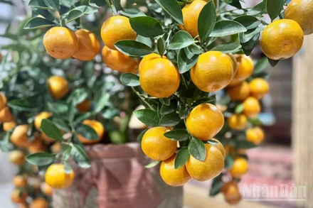 Cận cảnh những quả quất cảnh Tử Liên tròn, to đều và mọng. (Ảnh: HNV)