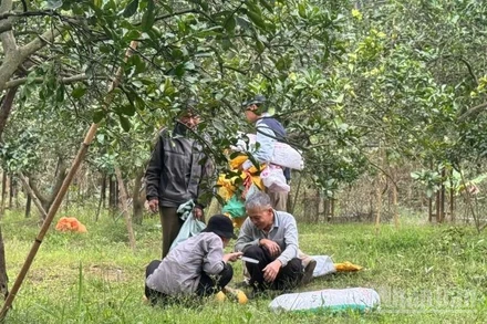 Thu hoạch bưởi tại vườn bưởi Diễn, Hà Nội. (Ảnh: HNV)