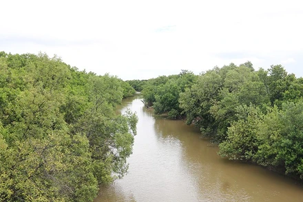 Rừng ngập mặn tại xã đảo Long Thành, tỉnh Vĩnh Long.
