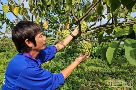 Ông Nguyễn Thanh Toàn kiểm tra sinh trưởng trái na sầu riêng trong vườn.