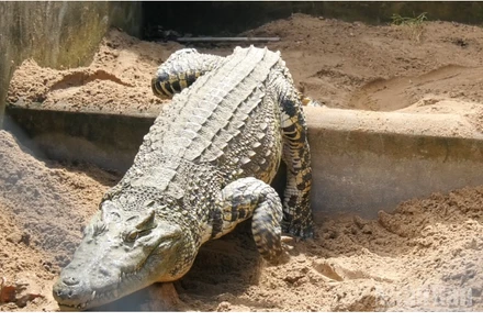 Cá sấu hơn 40 tuổi với trọng lượng trên 300kg được bảo tồn nuôi dưỡng tại Khu bảo tồn thiên nhiên Lung Ngọc Hoàng.