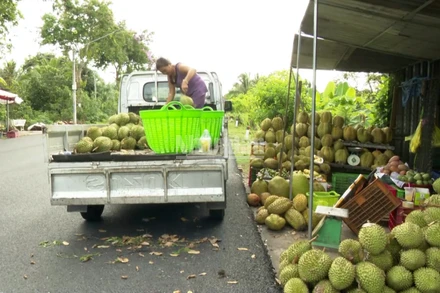 Nông dân đem sầu riêng ra đường bán.