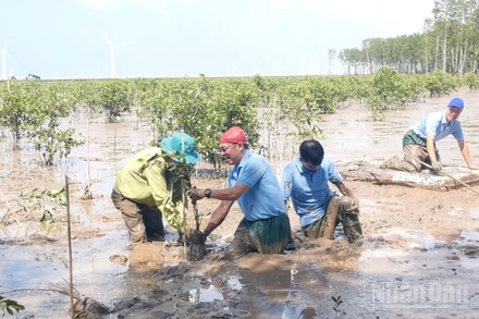 Tổ chức trồng rừng ngập mặn trên đất bãi bồi ven biển ở xã Lai Hòa thành phố Cần Thơ