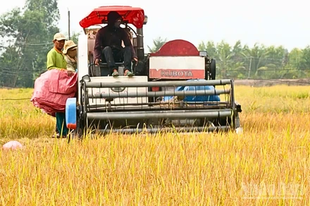 Đến nay, toàn vùng đồng bằng sông Cửu Long đã thu hoạch được khoảng 1 triệu ha lúa 