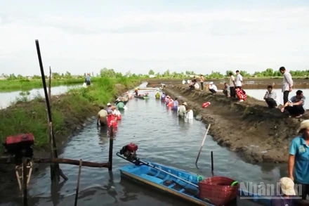 Thu hoạch tôm của gia đình ông Nguyễn Văn Mười ở ấp Hòa Lời, xã Ngọc Tố, thành phố Cần Thơ.