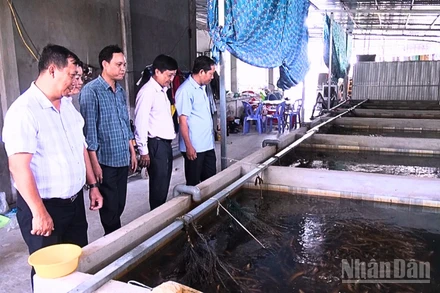 Nuôi lươn không bùn hiện đã được nhân rộng khắp các địa bàn của thành phố Cần Thơ.