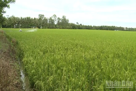 Nông dân phun thuốc bảo vệ diện tích lúa vụ 3 tại thành phố Cần Thơ.