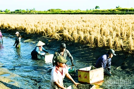 Nông dân trong vùng lúa-tôm bước vào vụ thu hoạch tôm.