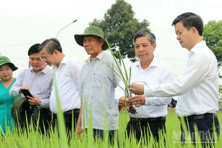 Lãnh đạo thành phố Cần Thơ thăm đồng đầu Xuân Bính Ngọ 2026.