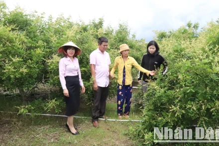 Từ nguồn vốn vay của Ngân hàng Chính sách huyện Ea Súp, chị Phạm Thị Chi ở thôn Thịnh Phú, xã biên giới Ia Lốp đầu tư trồng 1,1 ha nhãn xuồng cơm vàng đã cho thu hoạch hai năm nay. 