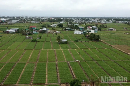 Sản xuất nông nghiệp 2025 vượt khó để ghi nhận kết quả tích cực. (Ảnh: THUẬN NGUYỄN)