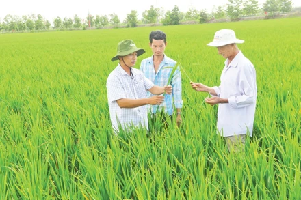 Tổ khuyến nông cộng đồng xã Vĩnh Thuận Tây, huyện Vị Thủy (Hậu Giang) luôn sát cánh cùng bà con nông dân.