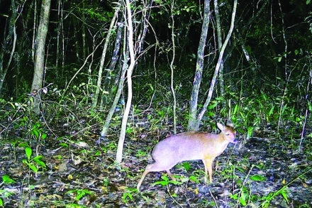 Cheo cheo lưng bạc, loài thú cực kỳ quý hiếm sau 20 năm mất tích ở Việt Nam lần đầu tiên được phát hiện tại Khu Bảo tồn thiên nhiên Ea Sô.