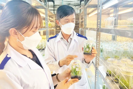Ứng dụng công nghệ trong nhân giống tại Trung tâm Giống và hoa kiểng tỉnh Bến Tre.