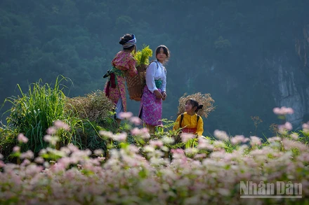 Miền đá nở hoa. (Ảnh: Vũ Linh) 