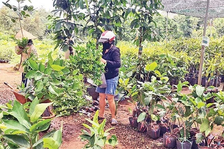 Nhiều cơ sở sản xuất, kinh doanh giống cây trồng tại Đắk Nông chưa thực hiện đăng ký theo quy định của pháp luật.