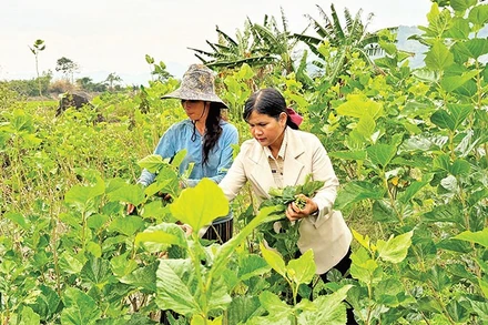 Nhiều diện tích cây trồng kém hiệu quả tại Đam Rông được người dân chuyển sang trồng dâu, nuôi tằm mang lại hiệu quả kinh tế cao.