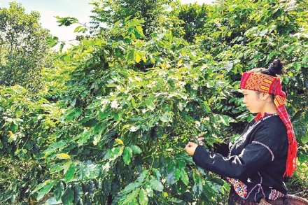 Thu hoạch cà-phê từ những vườn cà-phê xen cây rừng tại xã Hướng Phùng, tỉnh Quảng Trị.