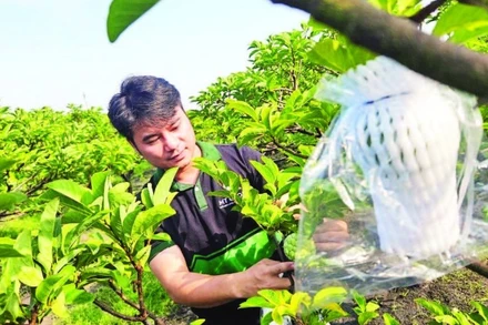 Tác động gián tiếp khi thuế và các chi phí liên quan tăng, giá phân bón, vật tư leo thang, kéo theo chi phí sản xuất của nông dân và hợp tác xã tăng theo.