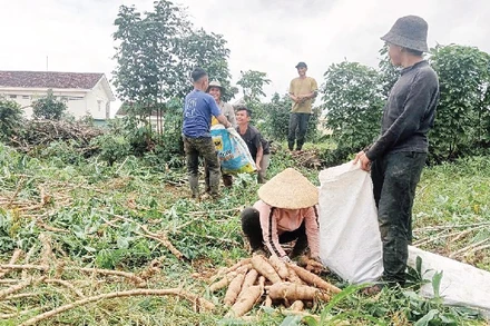 Người dân thu hoạch mì (sắn) sau khi cơn bão đi qua.