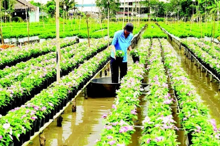 Chăm sóc hoa tại Tổ hợp tác hoa kiểng khóm Tân An.