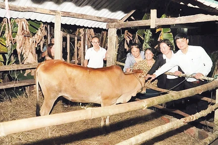 Trao bò, trao sinh kế để giúp người dân vươn lên thoát nghèo bền vững tại xã Đăk Hà, tỉnh Quảng Ngãi.