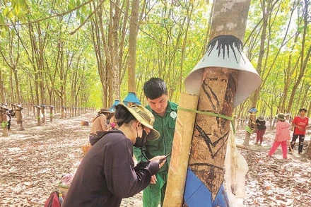 Chi bộ thôn 4, xã Ia Đal hướng dẫn, động viên người dân vào làm công nhân các công ty cao su trên địa bàn, mang lại thu nhập từ 10-13 triệu đồng/tháng.