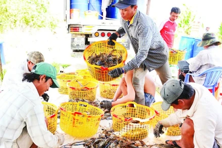Nông dân Vĩnh Bình, tỉnh An Giang thu hoạch tôm càng xanh bán cho thương lái.