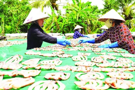 Phơi khô cá lóc tại cơ sở khô cá Như Hằng.