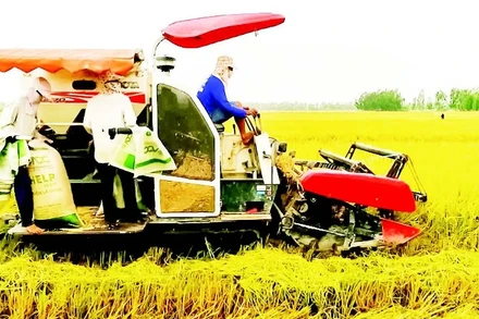 Nhu cầu vay vốn sản xuất, kinh doanh lúa gạo cao nhưng khó tiếp cận. Trong ảnh: Nông dân thành phố Cần Thơ thu hoạch lúa chất lượng cao.