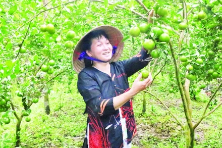 Quýt đường Long Trị, xã Bình Phú, tỉnh Vĩnh Long.