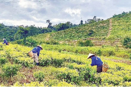 Liên kết, hỗ trợ kinh tế vùng cao Quảng Ngãi