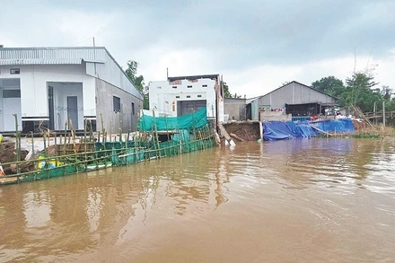 Sạt lở nhấn chìm nhiều nhà dân xuống sông Hậu.