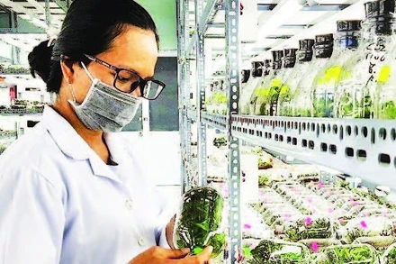 Nhân giống hoa lan trong ống nghiệm tại Khu Nông nghiệp công nghệ cao Thành phố Hồ Chí Minh.