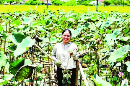 Chị Đỗ Thị Mỹ Hạnh bên ao sen của mình.