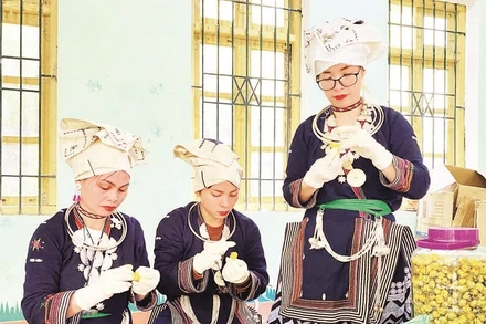 Chế biến trà hoa vàng tại Hợp tác xã nông lâm Nghĩa Tá.