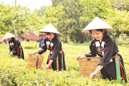 Các cô gái người Cao Lan tại bản Ven hái chè phục vụ du khách trải nghiệm.