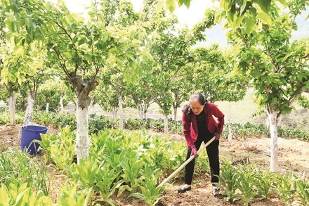 Chị Trương Thị Sến chăm sóc vườn rau dưới tán cây ăn quả.