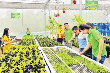 Mô hình rau sạch của Hợp tác xã dịch vụ nông nghiệp Thủy canh Huế.