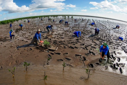 Trồng rừng để giữ đất, lấn biển ở Mũi Cà Mau. (Ảnh NGUYỄN THANH DŨNG)